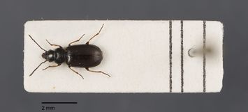 preview Amblystomus metallescens